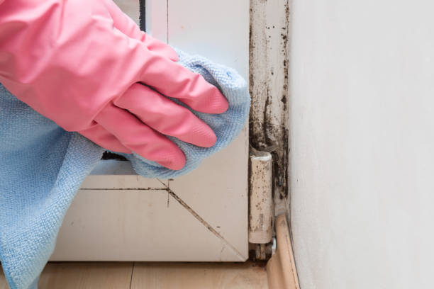 Best Mold Testing and Inspection Services in , OK
